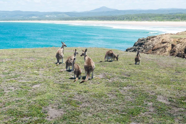 Group of Kangaroo. — Stock Photo, Image