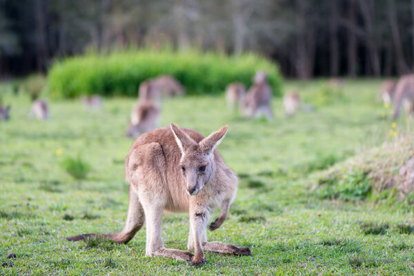 Kangaroo in Australia.