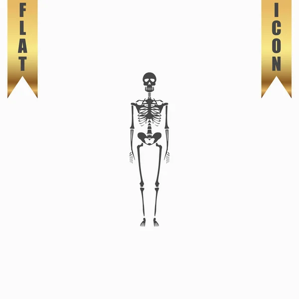 Skelette - menschliche Knochen — Stockvektor