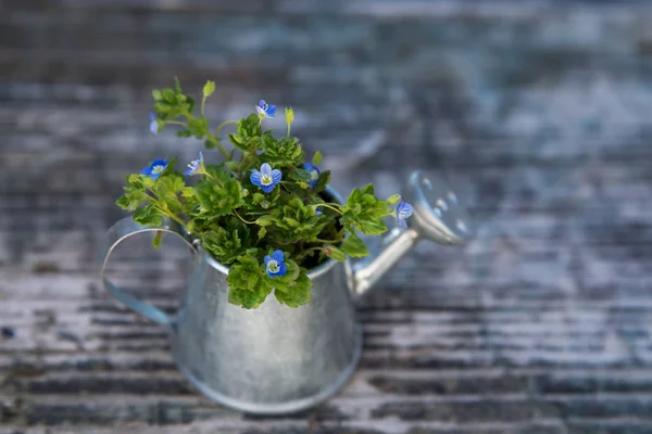 Herramientas de jardín, regadera y flores sobre fondo de madera viejo —  Fotos de Stock