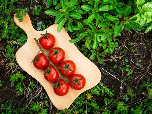 Cherry tomatoes on old wooden surface, space for text. — Stock Photo, Image