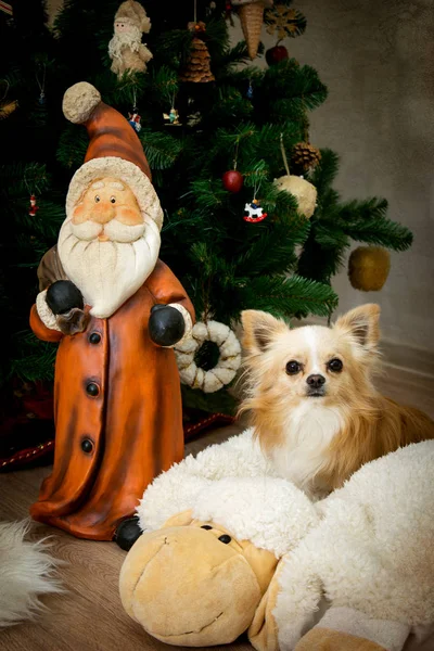Fröhlicher kleiner Hund wartet auf Weihnachten. — Stockfoto