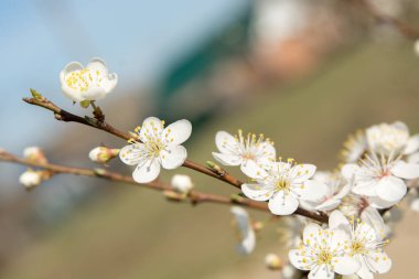 Bahar ağacı mevsimlik arka planda çiçek açıyor. 