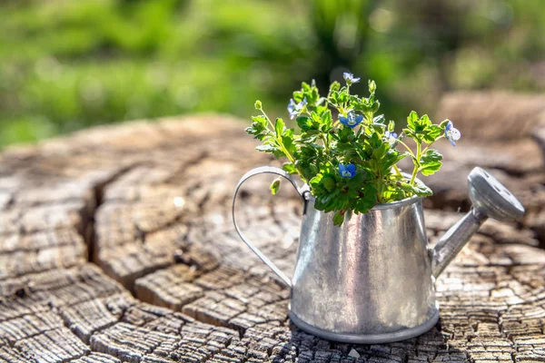 Herramientas de jardín, regadera y flores sobre fondo de madera viejo —  Fotos de Stock