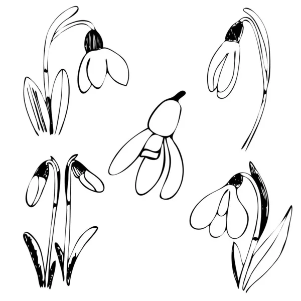 Conjunto Galanthus Snowdrop Flor Ilustração Vetorial Das Primeiras Flores Primavera —  Vetores de Stock