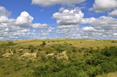 Engebeli arazi üzerinde otlatma sığır