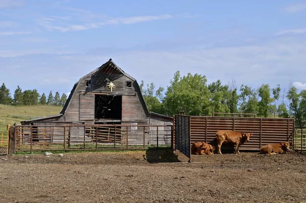 Hovězí krávy před staré rozviklané stodoly — Stock fotografie