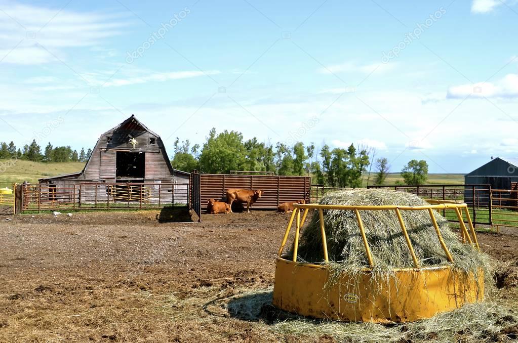 Hay feeder, corral with beef animals and old barn