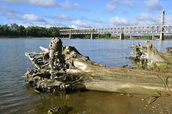 Бревно Коттонвуда на реке Миссури — стоковое фото