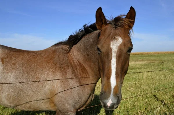Close-up van een paard leunend over een hek — Stockfoto