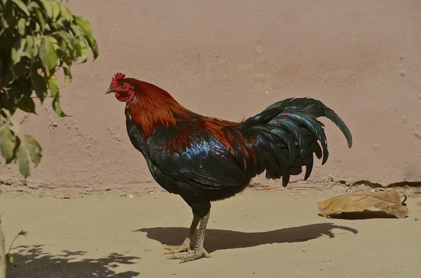 Perfil lateral de um galo colorido — Fotografia de Stock