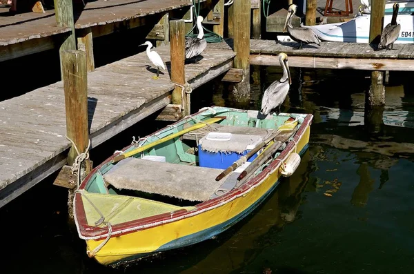 Um barco colorido velho da fileira de madeira, o egret, e os pelicans em uma doca — Fotografia de Stock