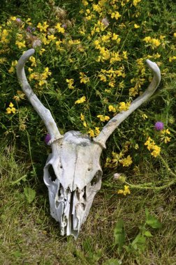 Geyik kafatası ve boynuzları bir çalı döşeme