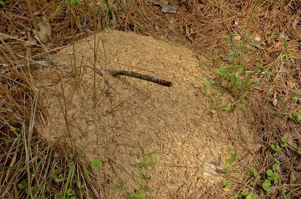 Fire ant mound — Stock Photo, Image