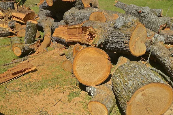 Вирізати ділянки величезного соснового дерева — стокове фото
