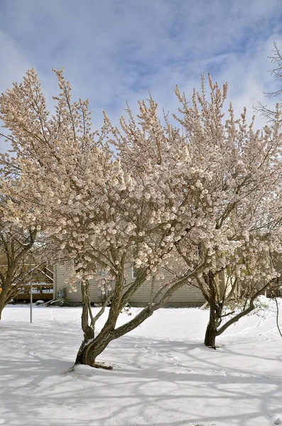 Apple träd, blommor, skuggor och snö — Stockfoto