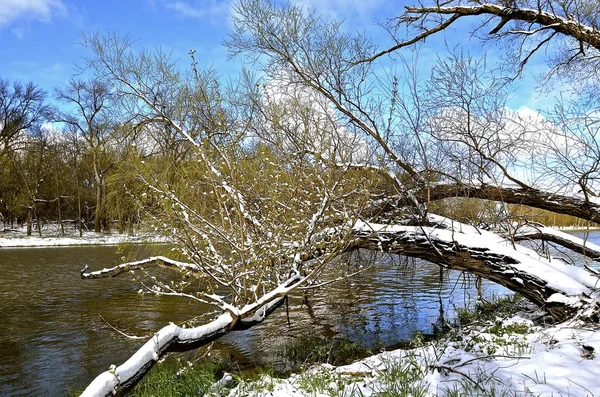 Våren snöfall i skogen — Stockfoto