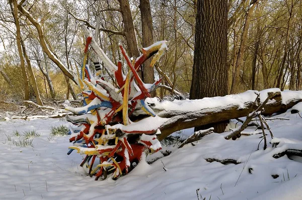 Snön täcker målade rötterna av en fallna träd — Stockfoto