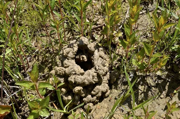 Crawfish mound in a swamp — Stock Photo, Image