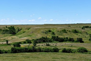 Butte ve sığır sürüsü bir vadi kır