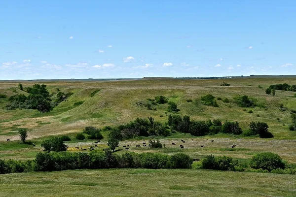 Butte ve sığır sürüsü bir vadi kır