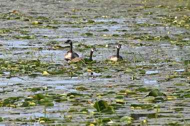 Zambak yastıkları Yüzme kaz