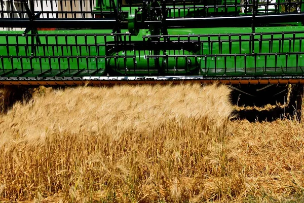 小麦の収穫の準備ができて — ストック写真