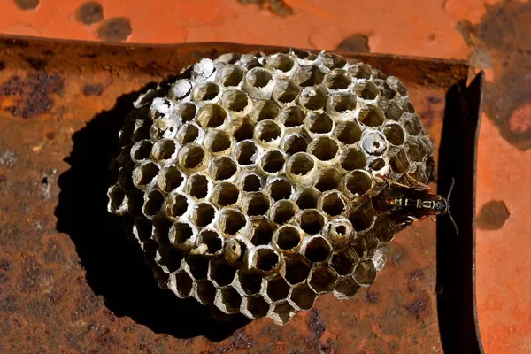 Wasp emerging from a honeycomb — Stock Photo, Image