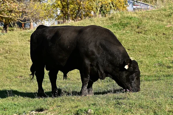 Um grande touro Angus preto solitário pastando em um pasto — Fotografia de Stock