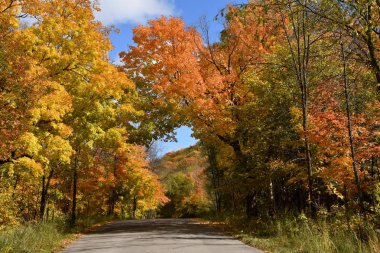 Renkli akçaağaç sonbahar