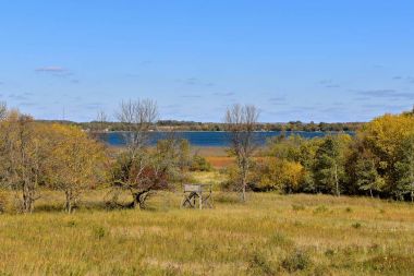 Geyik kırsal bir ormanda ortamda standı