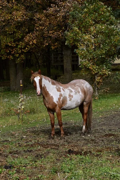 Hästen står vid en woods — Stockfoto