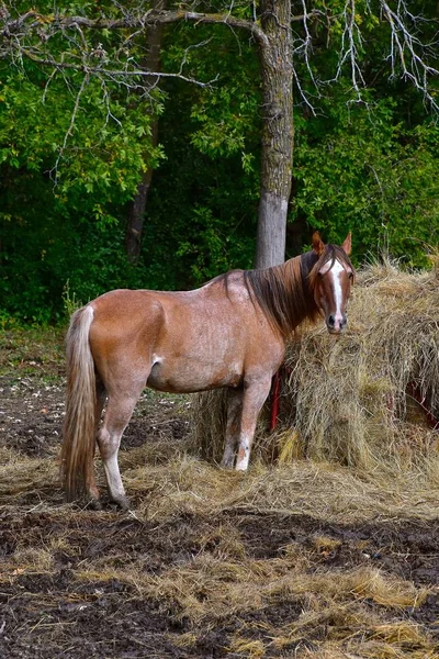 Hästen äter hö för en feed våningssäng — Stockfoto