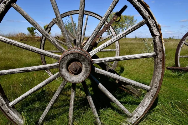 Wild flowers growing in steering wheel of old road grader — Stock Photo, Image