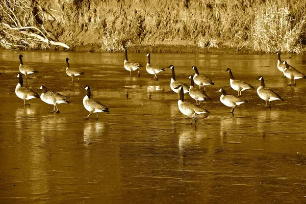 Стадо Мігруючих Канади Гуси Ходьба Лід Річка Вони Мігрують Південь — стокове фото
