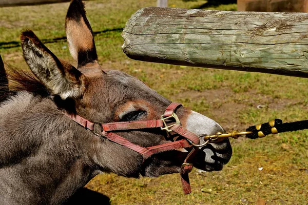 Âne Têtu Une Mule Fait Preuve Obstination Étant Conduit Par — Photo