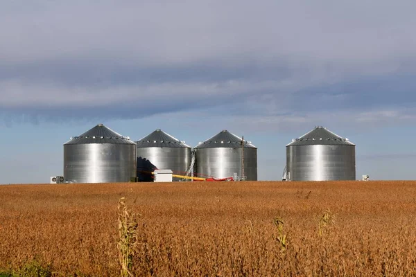 成熟的大豆田与新的金属谷物箱在背景 — 图库照片
