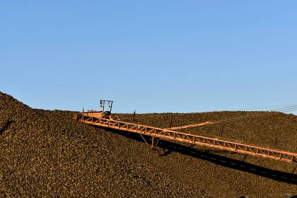 Lungo Pozzo Dell Ascensore Trasporta Barbabietole Zucchero Enorme Mucchio — Foto Stock