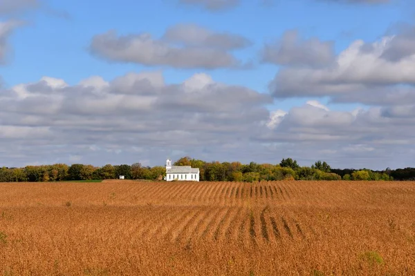 Ein Feld Mit Reifen Sojabohnen Ist Erntereif Mit Einer Weißen — Stockfoto