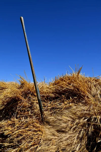 Three Tined Wood Handled Pitch Fork Stuck Wheat Bundle Ready — Stock Photo, Image