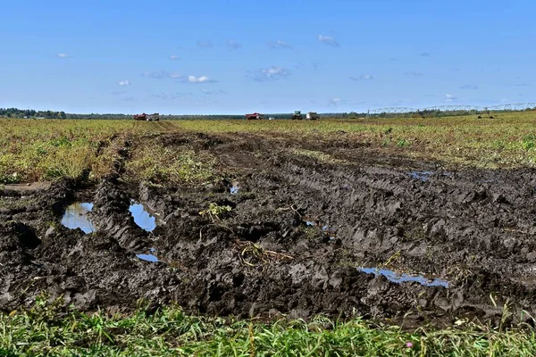 Standing Water Tractor Equipment Tacks Soybean Field Indicate Excess Moisture — Stock Photo, Image