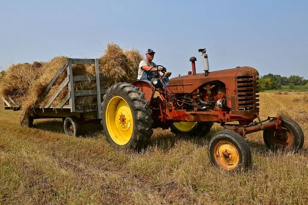 Rollag, Minnesota, 2 Eylül 2017: Nerede 1000 katılmak her İşçi Bayramı hafta sonu düzenlenen Rollag yıllık Wcstr çiftlik Show'da bir raf hasat için Buğday demetleri çekerek Massey Harris traktör tanımlanan sürücü.