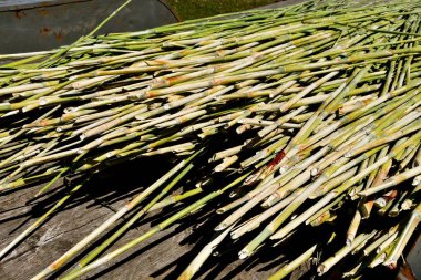 Olgun sorgum SAP tatlı sıvı ayıkladığınız bir basın yerleştirilmesini hazır mısınız.