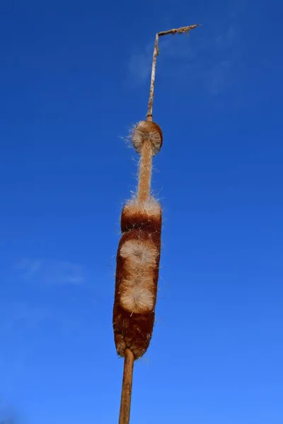 Une Quenouille Mûre Solitaire Est Isolée Contre Ciel Bleu Clair — Photo