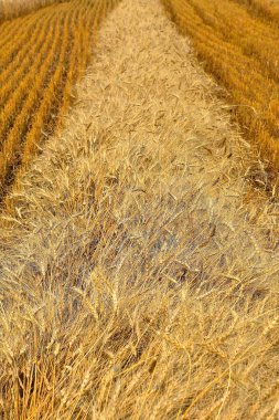 Windrow altın renkli olgun buğday hasat için hazır