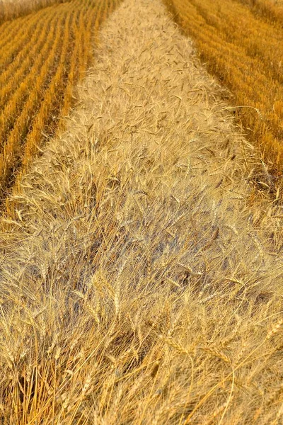 Windrow Altın Renkli Olgun Buğday Hasat Için Hazır — Stok fotoğraf