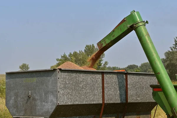 Old Green Auger Combine Unloads Wheat Metal Grain Box — Stock Photo, Image