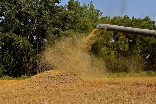 Blowier Pipe Old Threshing Machine Sends Out Stream Chess Straw — Stock Photo, Image