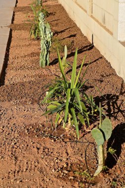 Bitkiler için su damlar bir yağmurlama hattı ile bir bahçede küçük kaktüsler bitkiler büyümek