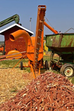 Corncobs yığını bırakarak bombardımanı sonra çekilen Mısır kulakları zinciri Asansör hareket,